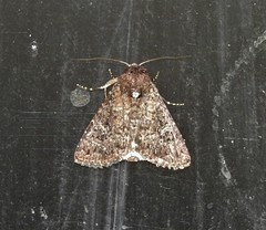 Condica illecta