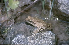 Rana italica