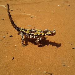Moloch horridus