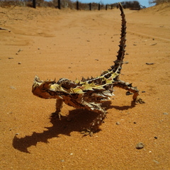 Moloch horridus
