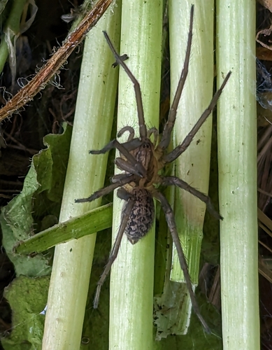 Hobo Spider photo 5