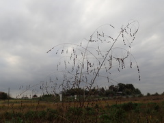 Panicum bisulcatum