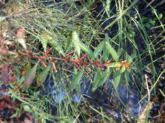 Ludwigia epilobioides