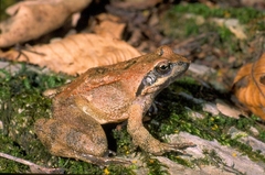 Rana italica