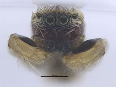 Uroballus carlei