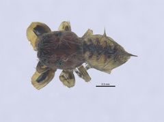 Uroballus carlei