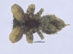 Uroballus carlei