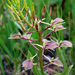 Liparis liliifolia - Photo (c) Peter Gorman, μερικά δικαιώματα διατηρούνται (CC BY-NC-SA)