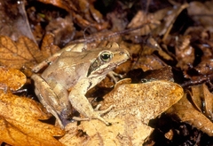 Rana latastei