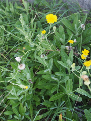 Sonchus brachyotus · iNaturalist