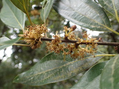 Neolitsea sericea