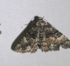 Aporoctena scierodes