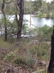 Xanthorrhoea concava