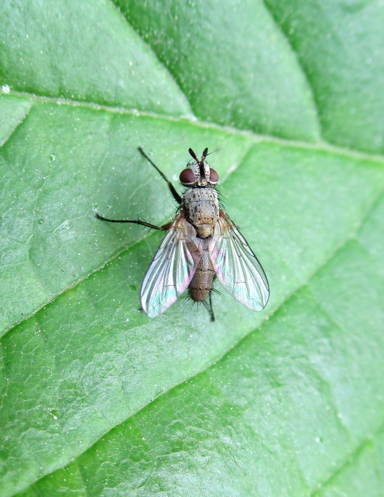 Solieria inanis