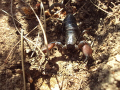 Scorpio fuscus