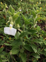 Pombalia calceolaria