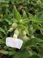 Pombalia calceolaria