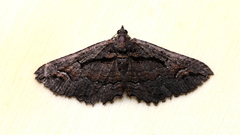 Chrysolarentia plagiocausta