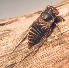 Popplepsalta notialis