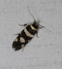 Macrobathra sarcoleuca