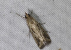 Achyra massalis