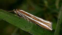 Hednota bivittella