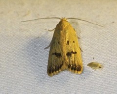 Eulechria subpunctella