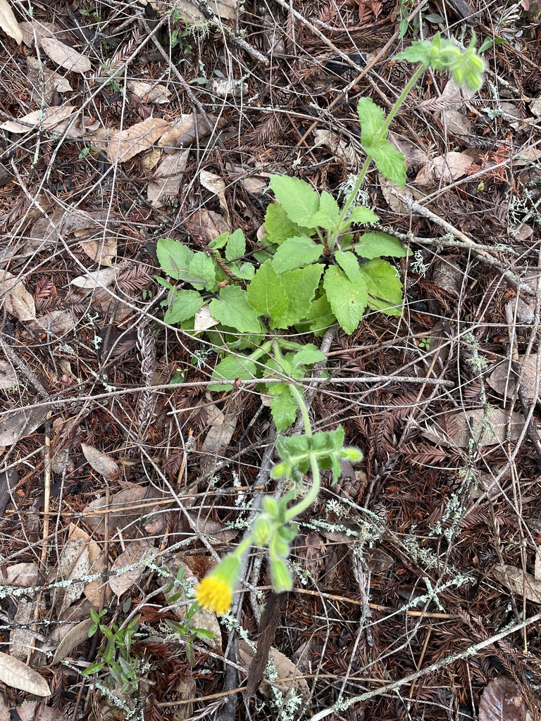 Rayless arnica (Arnica discoidea)