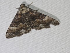 Aporoctena scierodes