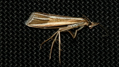 Hednota relatalis