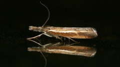 Ptochostola microphaeellus