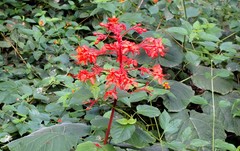 Clerodendrum speciosissimum
