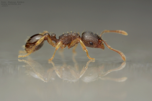 Tetramorium indocileTetramorium indocile
