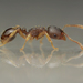 Tetramorium indocile - Photo (c) Bakos Ádám, some rights reserved (CC BY-NC), uploaded by Bakos Ádám