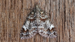 Microdes diplodonta