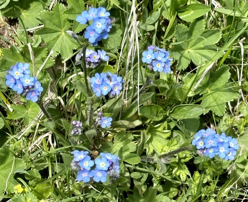 nezábudka alpínska (Myosotis alpestris)