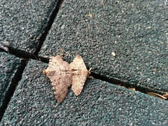 Polydesma boarmoides