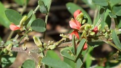 Indigofera colutea