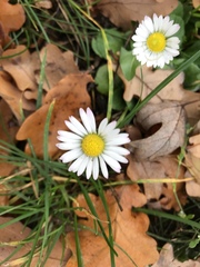 Bellis perennis