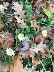 Bellis perennis
