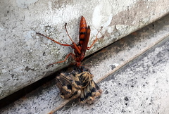 Tachypompilus erubescens