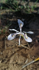 Moraea elliotii