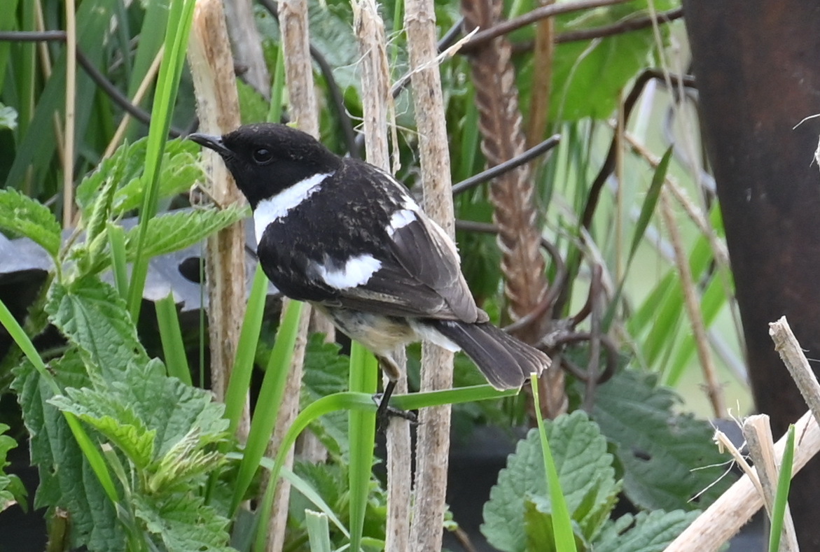 European Stonechat