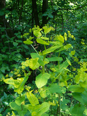 Smyrnium perfoliatum