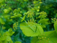 Smyrnium perfoliatum