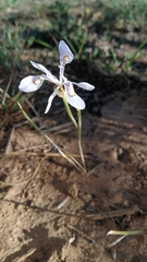 Moraea elliotii