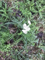 Achillea millefolium
