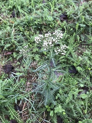Achillea millefolium