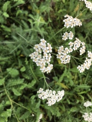 Achillea millefolium