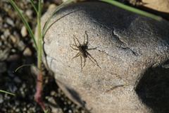 Pardosa takahashii